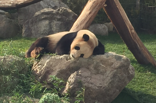 panda1 panda1