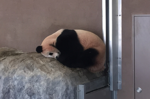 panda2 panda2