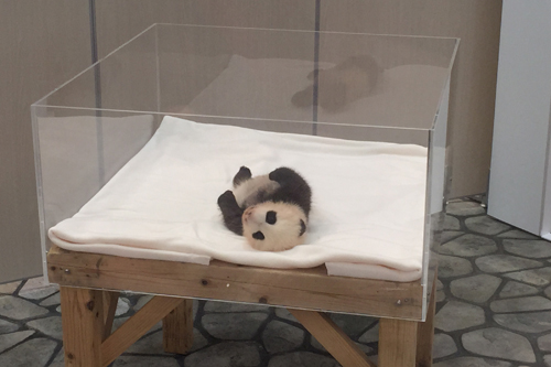 panda3 panda3