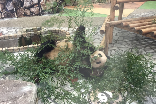 panda4 panda4