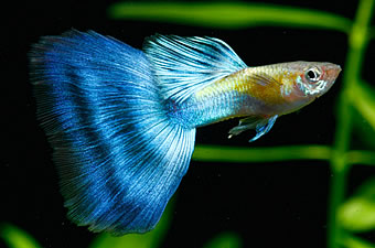 guppy_p1_t4_p2