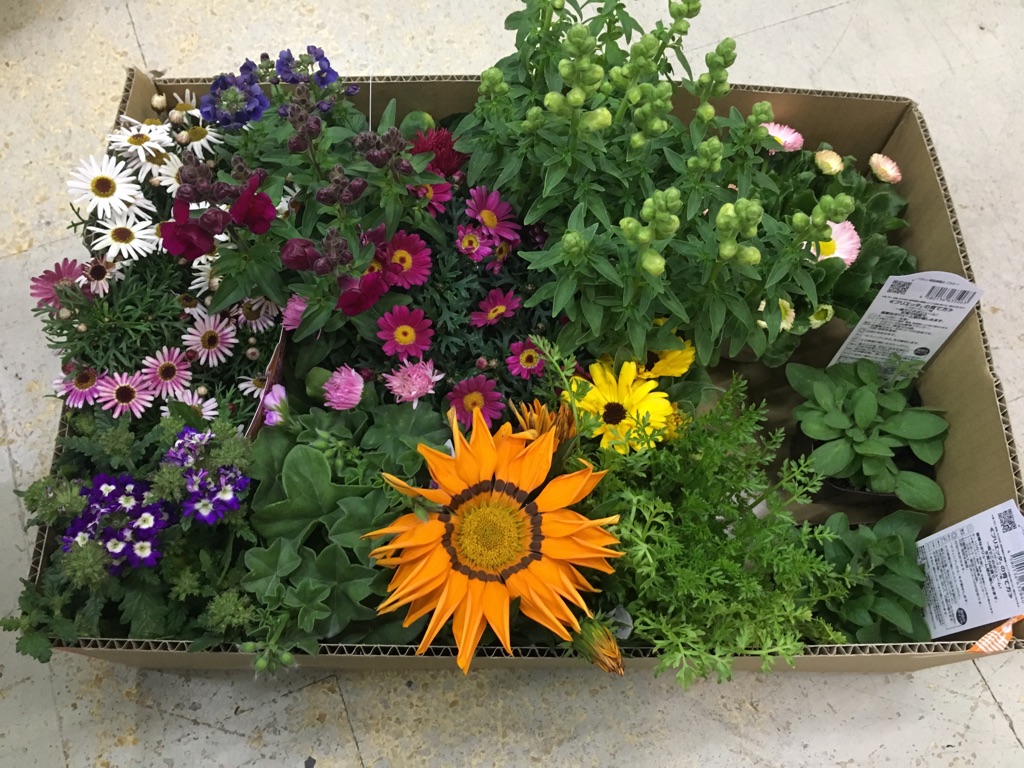IMG_1430