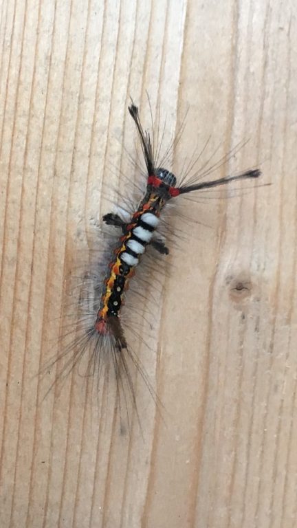 IMG_9251 4